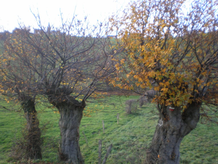 Nessonvaux  Verviers80506.JPG